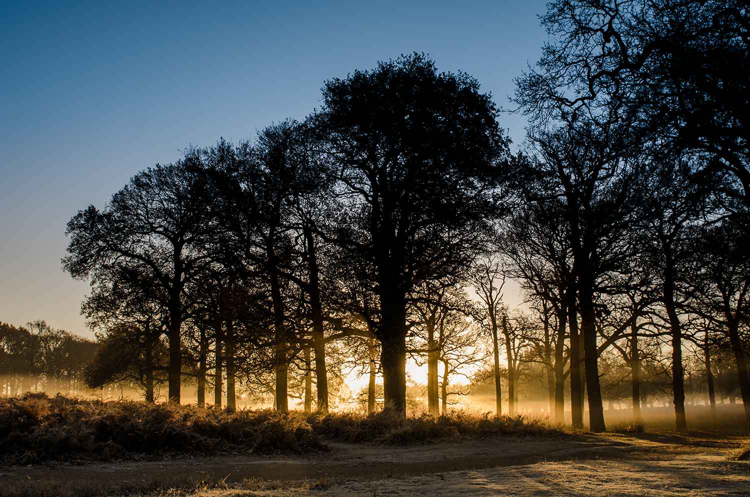 Richmond Park